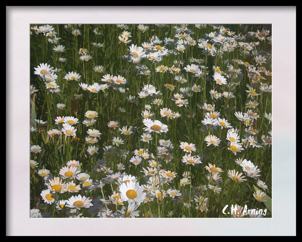 yard of daisies