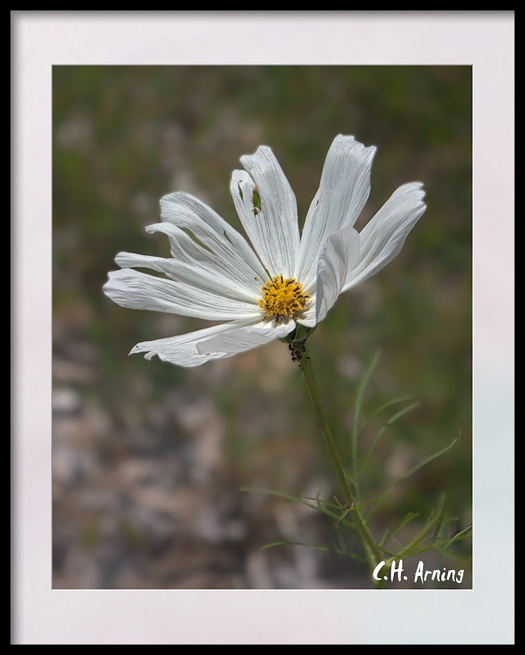 Aster and Ants
