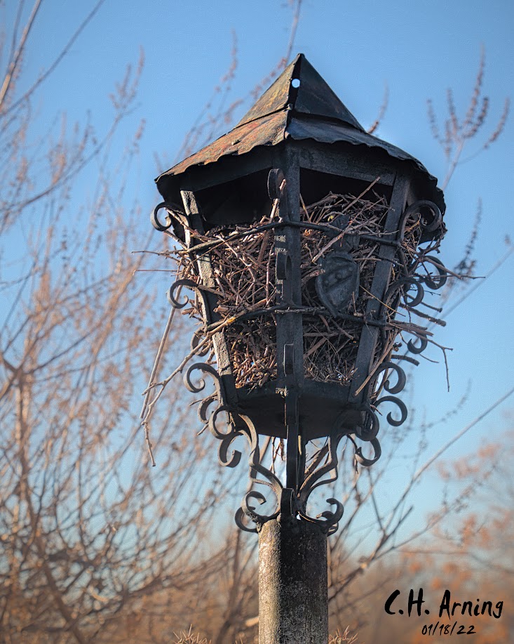 unintentional birdhouse