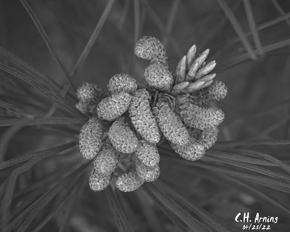 Young Pine Cones in B/W