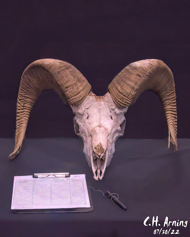 Bighorn Sheep Skulls and Horns Auction