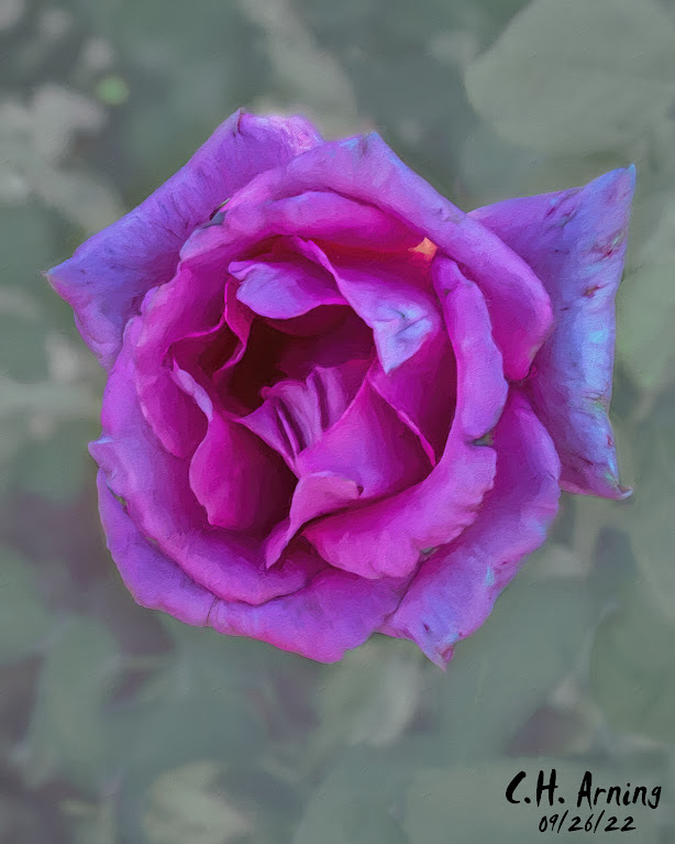 Morningside Rose