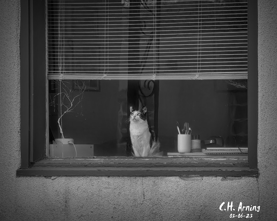 Curious feline observer