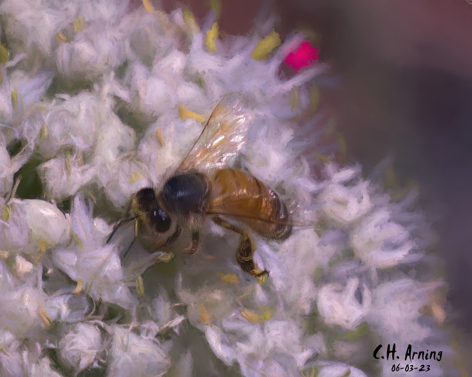 Pollen Quest