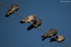pigeons on a wire