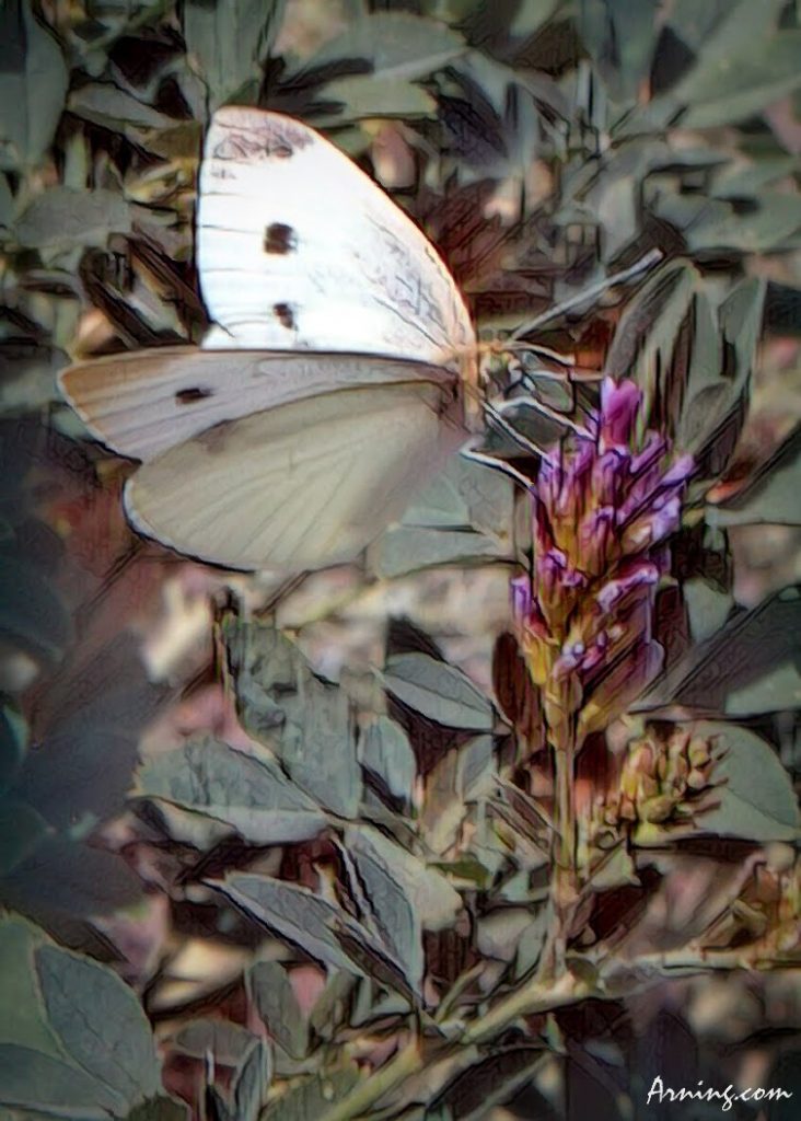 Saw some butterflies hard at work this morning. 