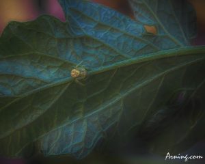 Tomato Plant Spider