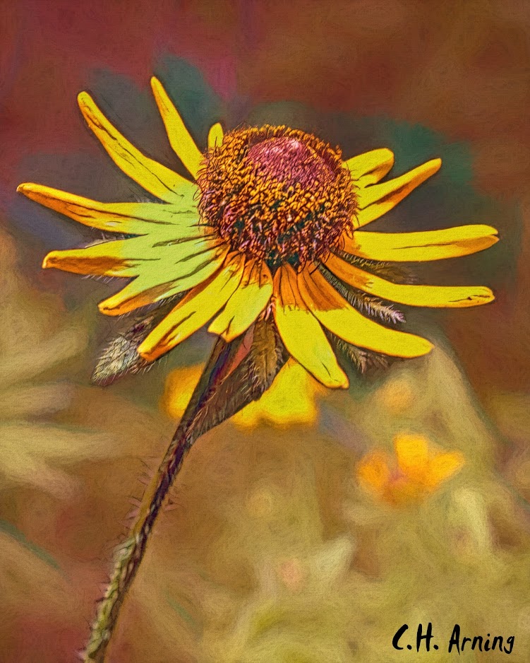 Oklahoma Sunflower