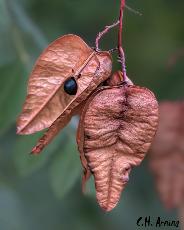 tree seed pods