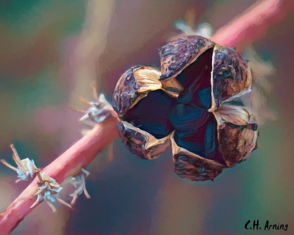 exploding seed pod