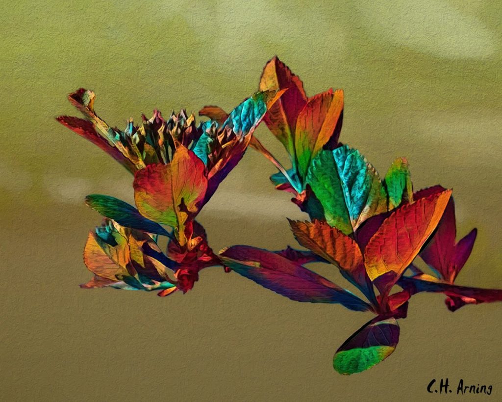 chaotic leaves