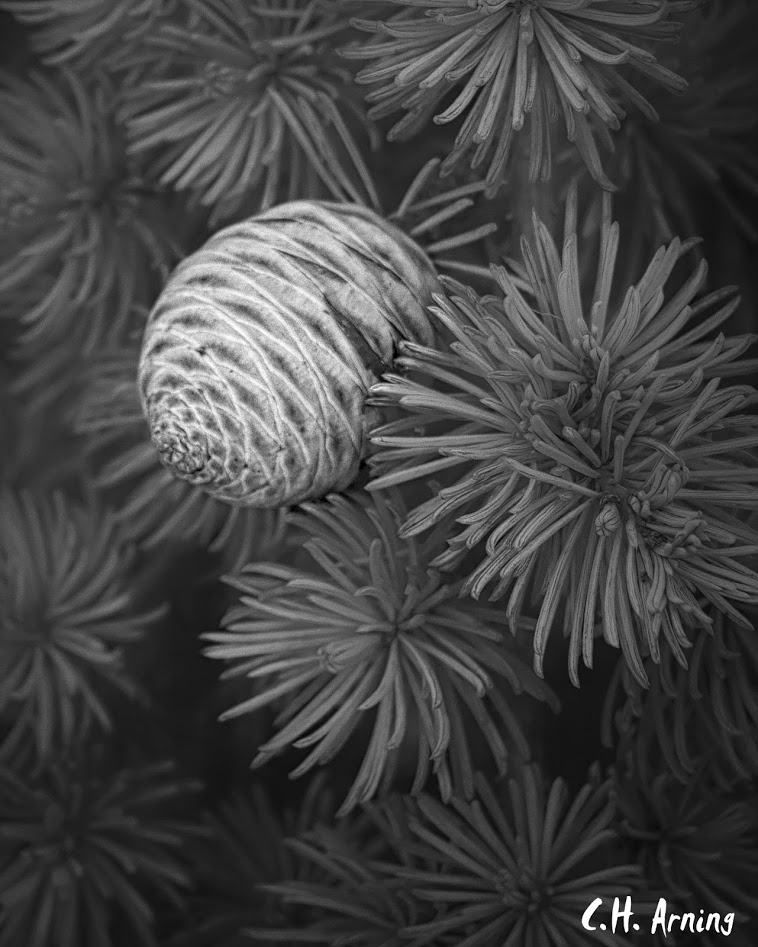 rounded pine cone
