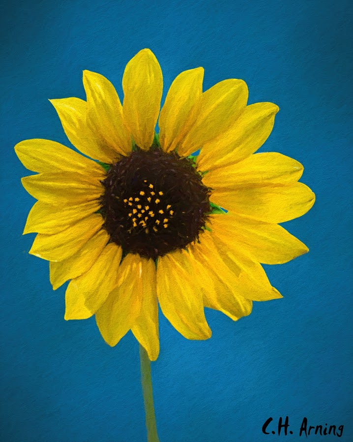 Wife's Sunflower