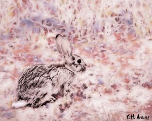 Alice's rabbit