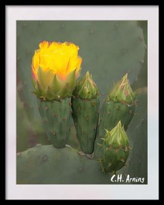 more cactus