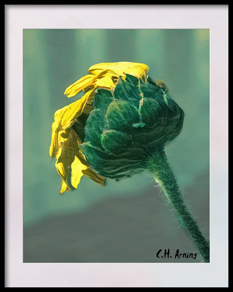 Late Sunflower