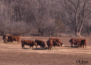 New Mexico Cattle