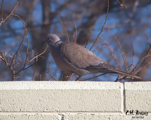Dove on a Wall