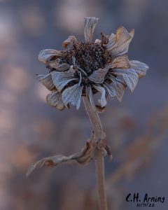 Naturally Dried Flower