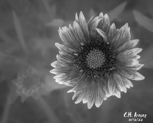 Gaillardia without color