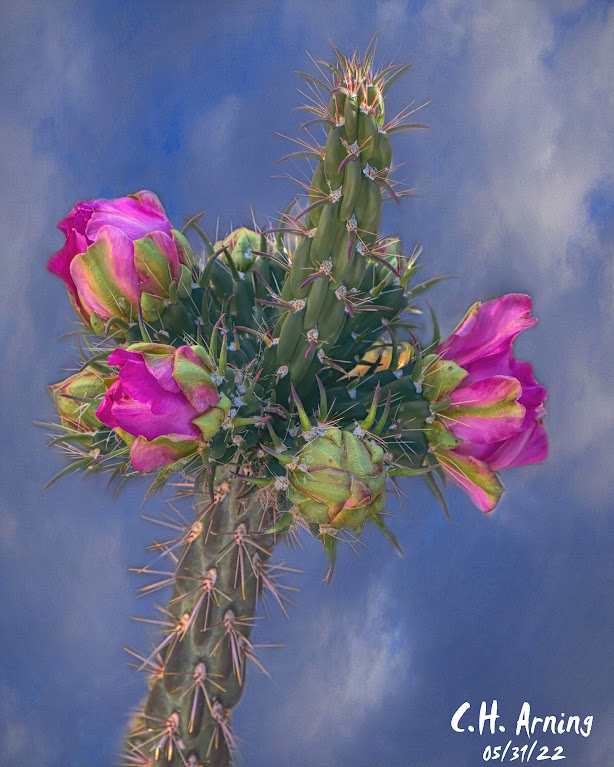 Cactus Crown