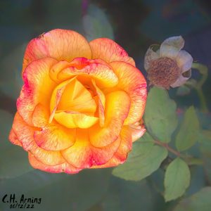 Yellow Rose of San Pedro