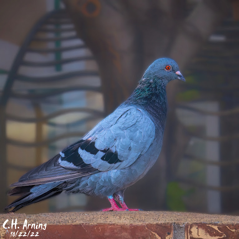 O'Niell's Pigeon