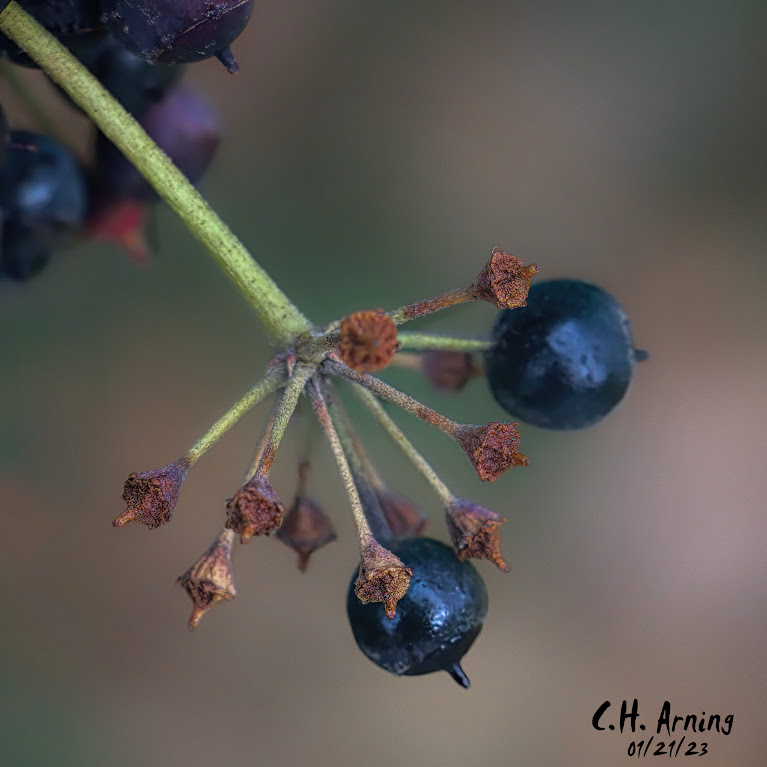 Alder Buckthorn Berries