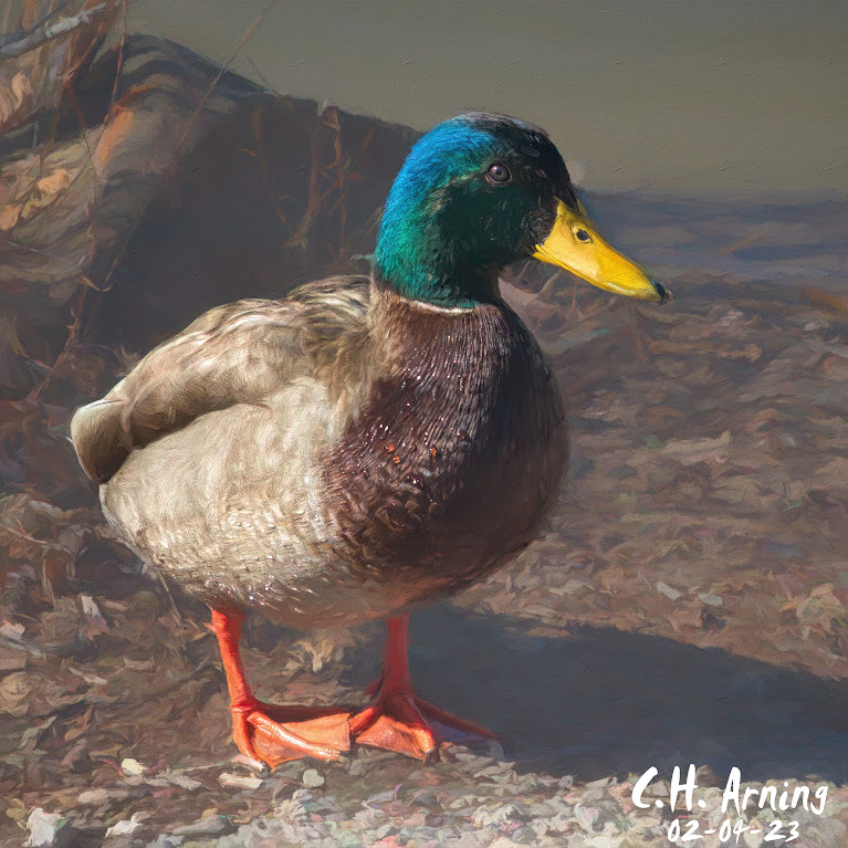 Tingley Beach duck
