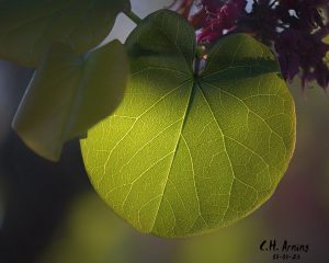 Leaf Luminescence