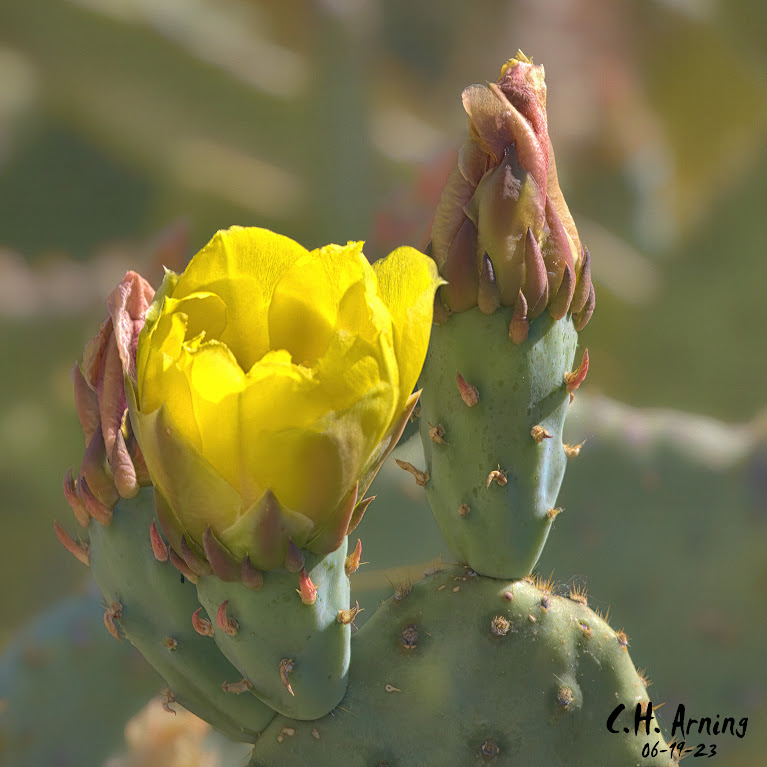 Cactus Dawn