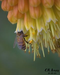Pollen Pursuit