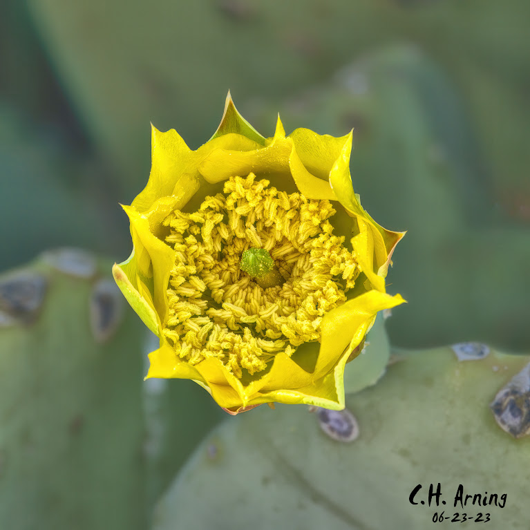 Cactus Crown