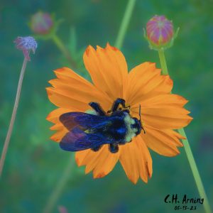 Pollinator's Perch