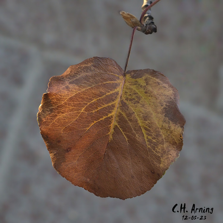 Autumn's Veins