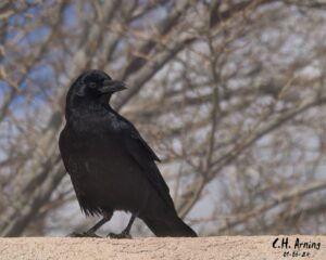 Raven Sentry