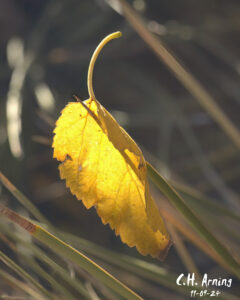 Leaf Whisper