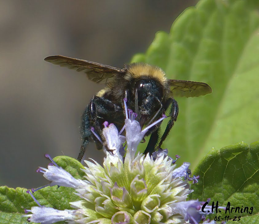 Pollen Patrol