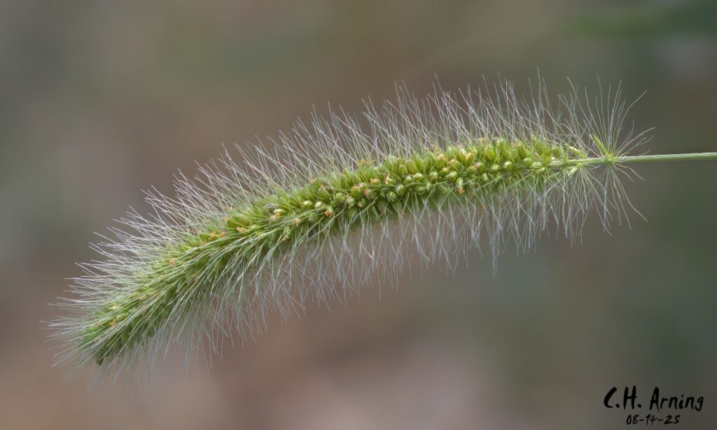 Soft Bristle