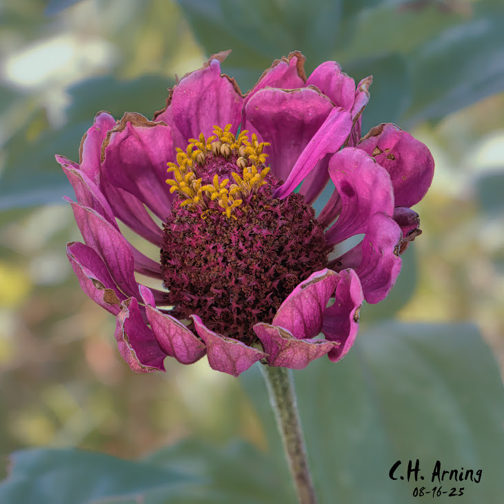 Worn Radiance