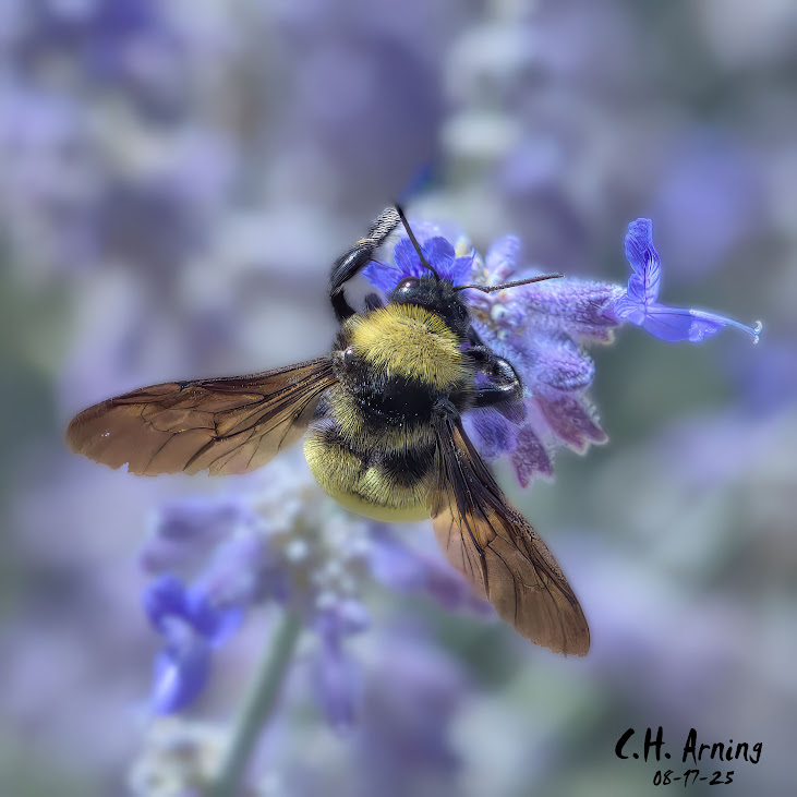 Lavender Landing