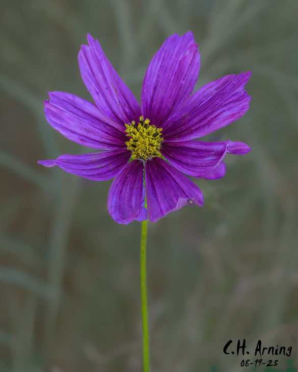 Delicate Balance