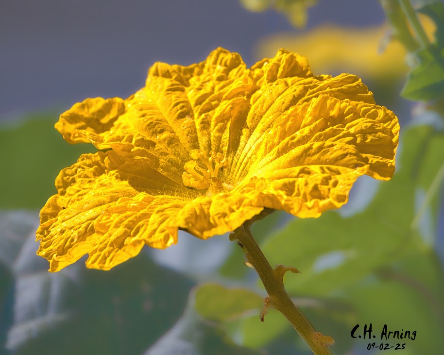 Bright Burst
