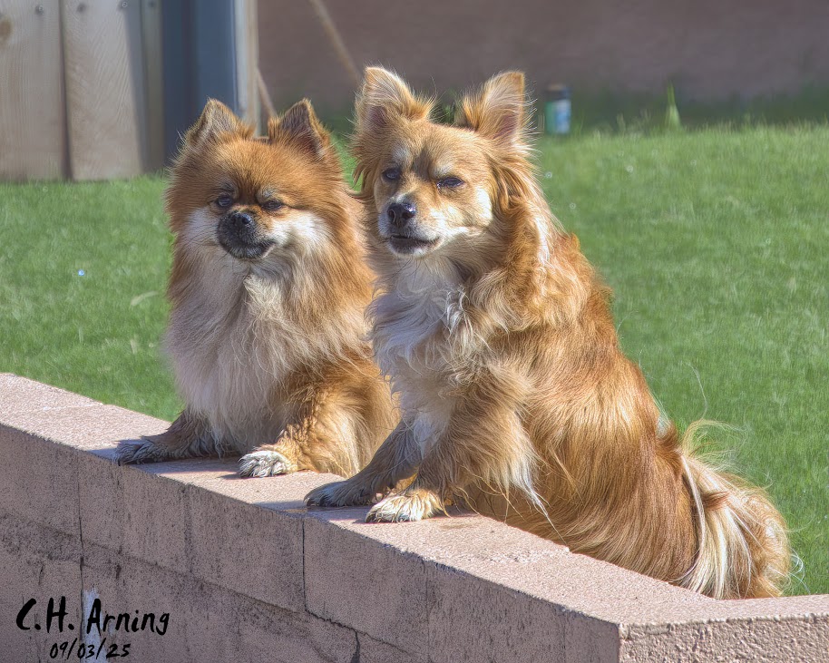 Twin Guardians