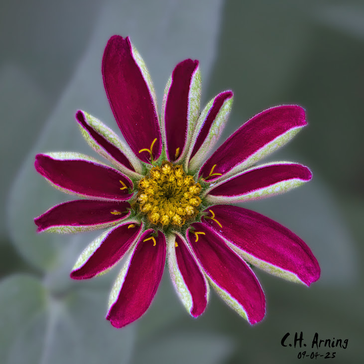 Living Jewel
