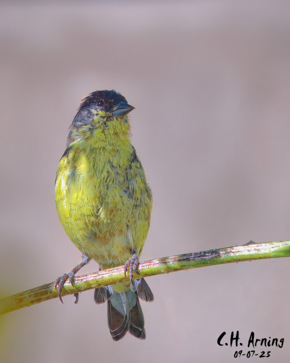 Gentle Perch