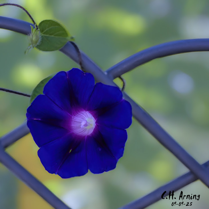 Fence Jewel