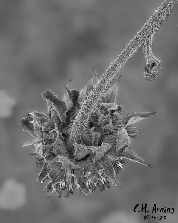 Withered Crown