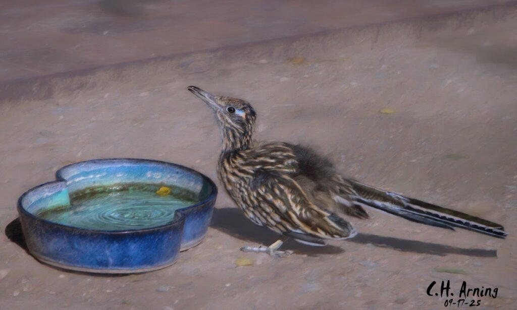 Thirsty Visitor