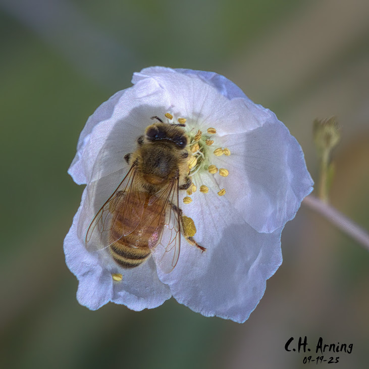 Busy Beauty